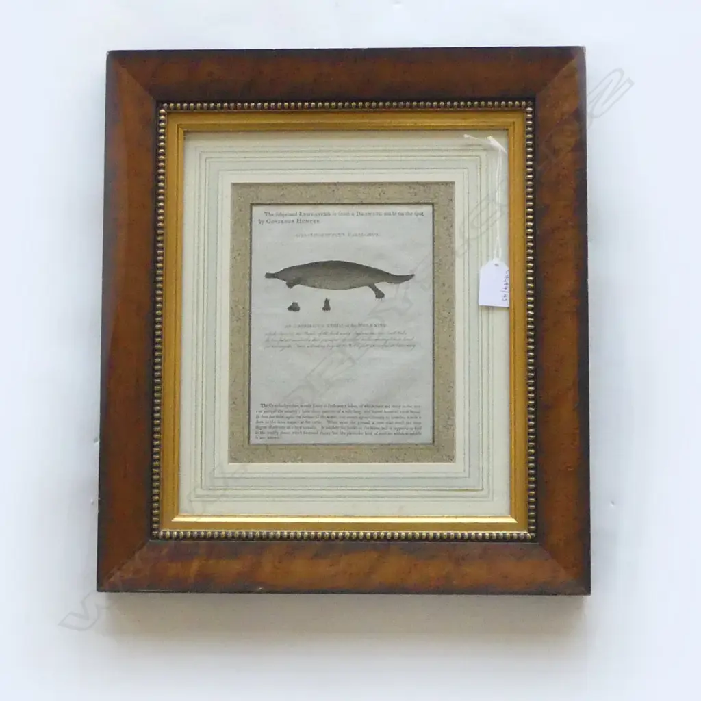 FRAMED ENGRAVING PLATAPUS H420 W370MM Image 1++