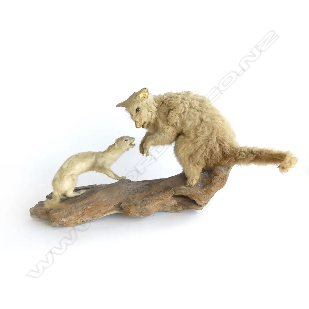 TAXIDERMY FERRET & POSSUM W.530mm Image 1++