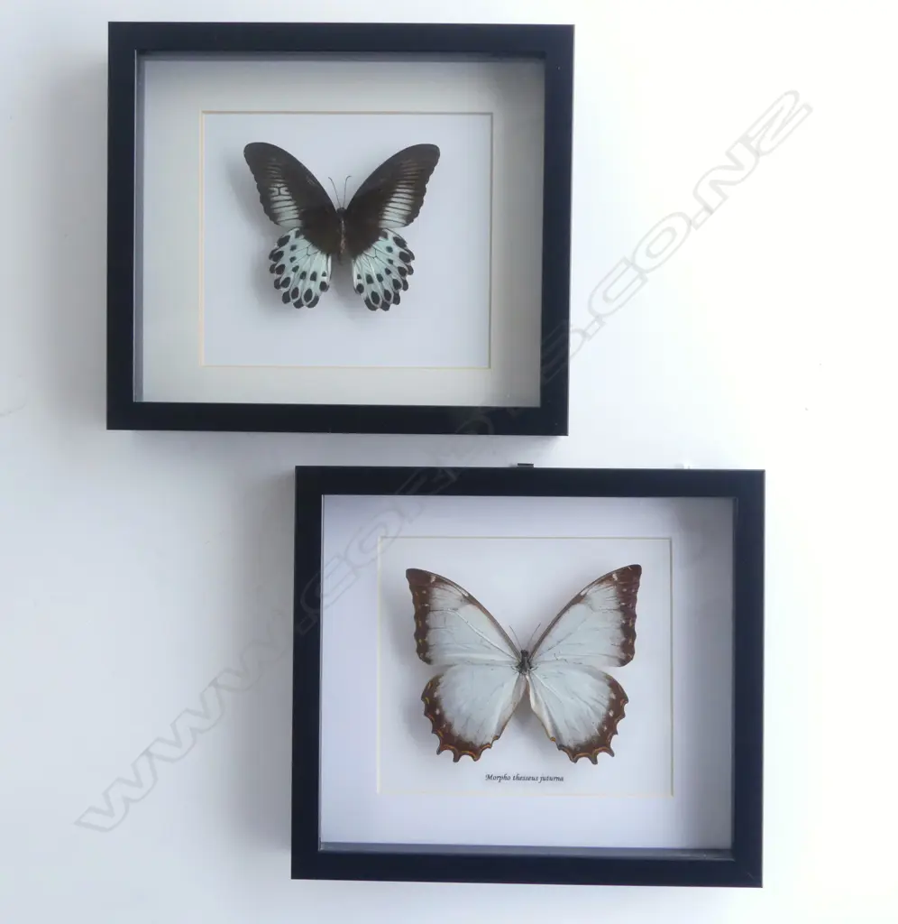 PR FRAMED BUTTERFLIES, 215 x 250 x 30mm Image 1++