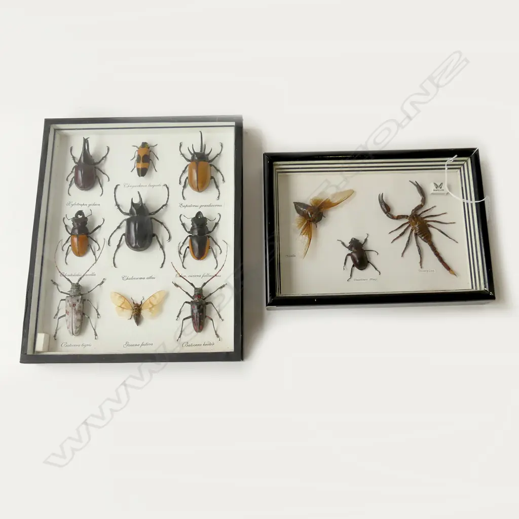 2 FRAMED INSECT SPECIMENS; 190x265 / 305x250mm Image 1++
