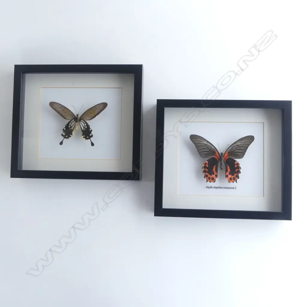2 FRAMED BUTTERFLIES, 220 x 250 x 30mm Image 1++