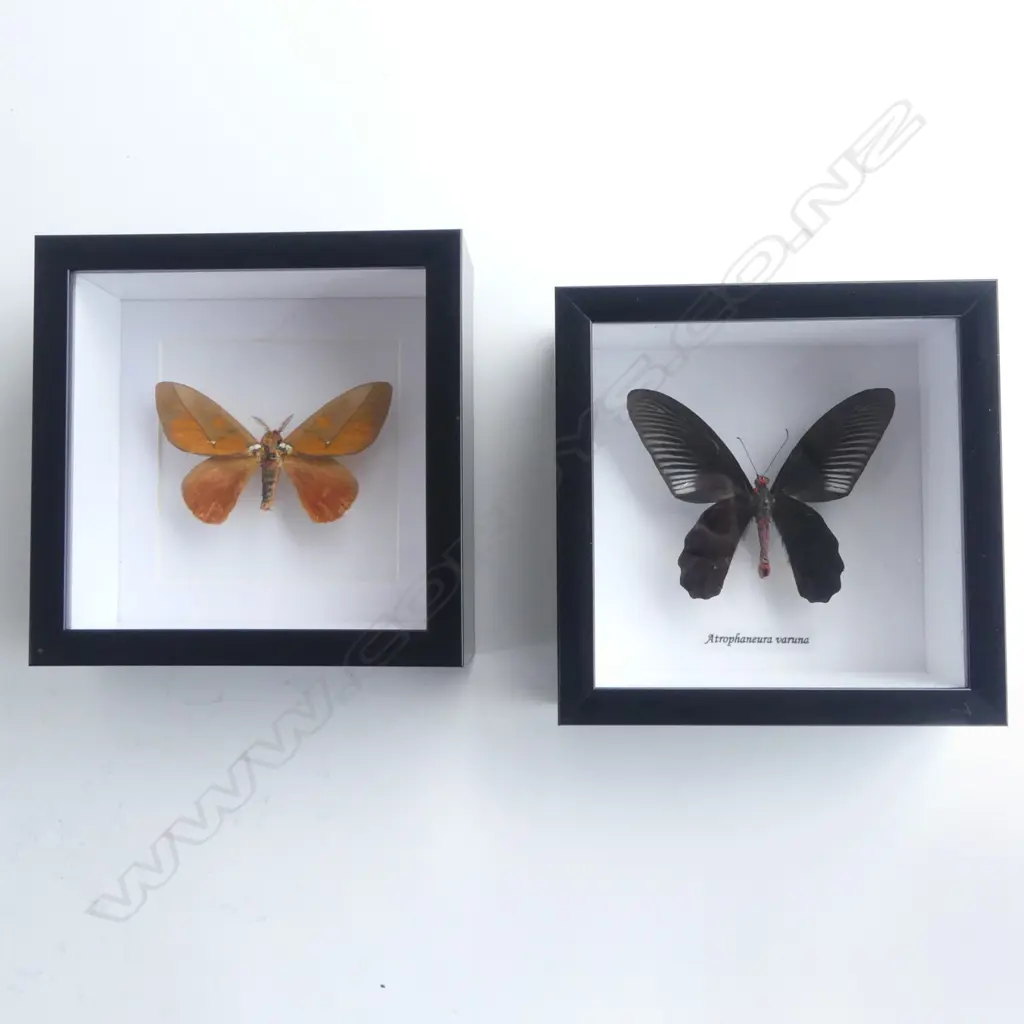 PR FRAMED BUTTERFLIES, 145 x 145 x 50mm Image 1++