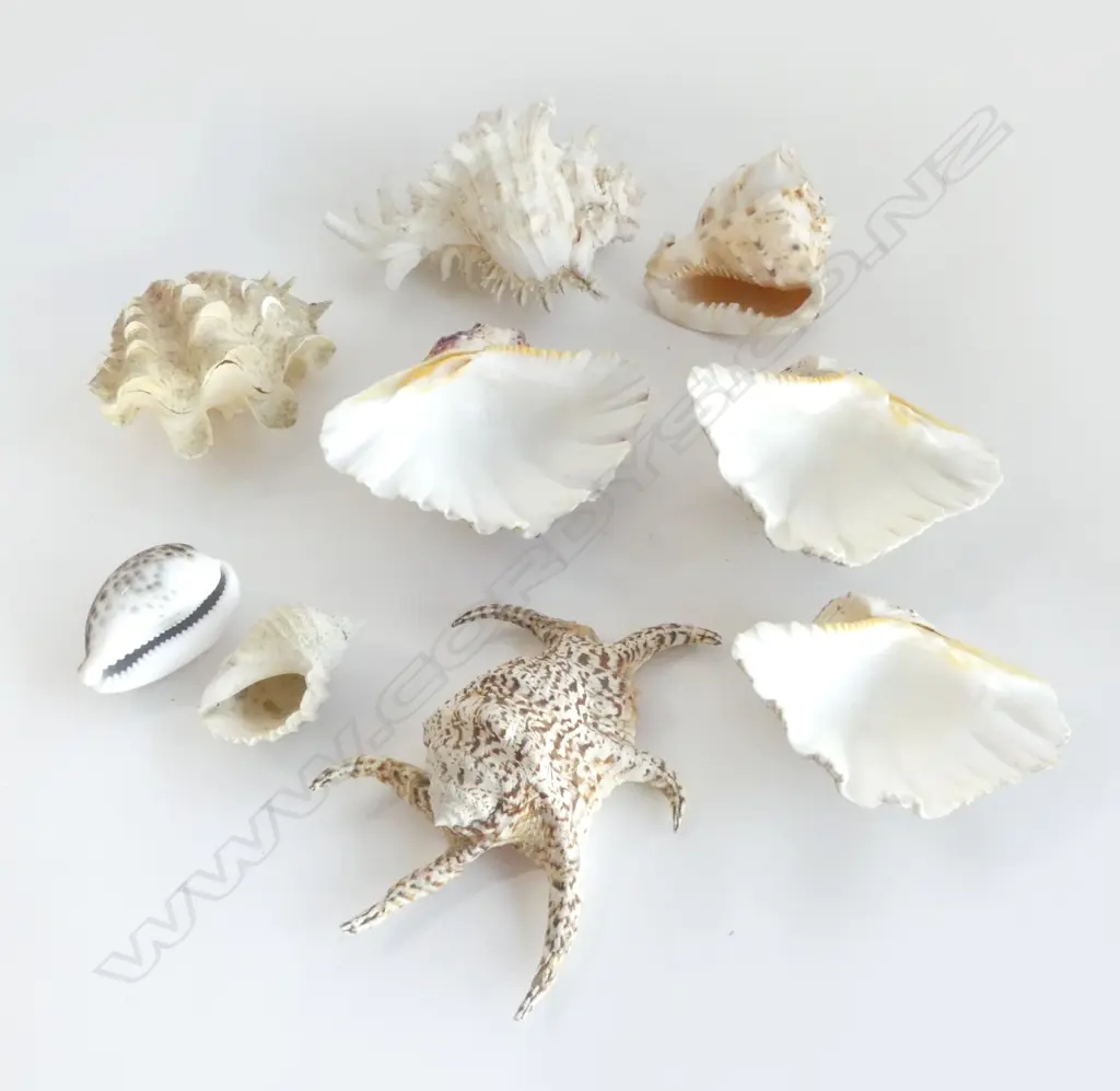 COLLECTION OF 9 TROPICAL PACIFIC OCEAN SHELLS  Image 1++
