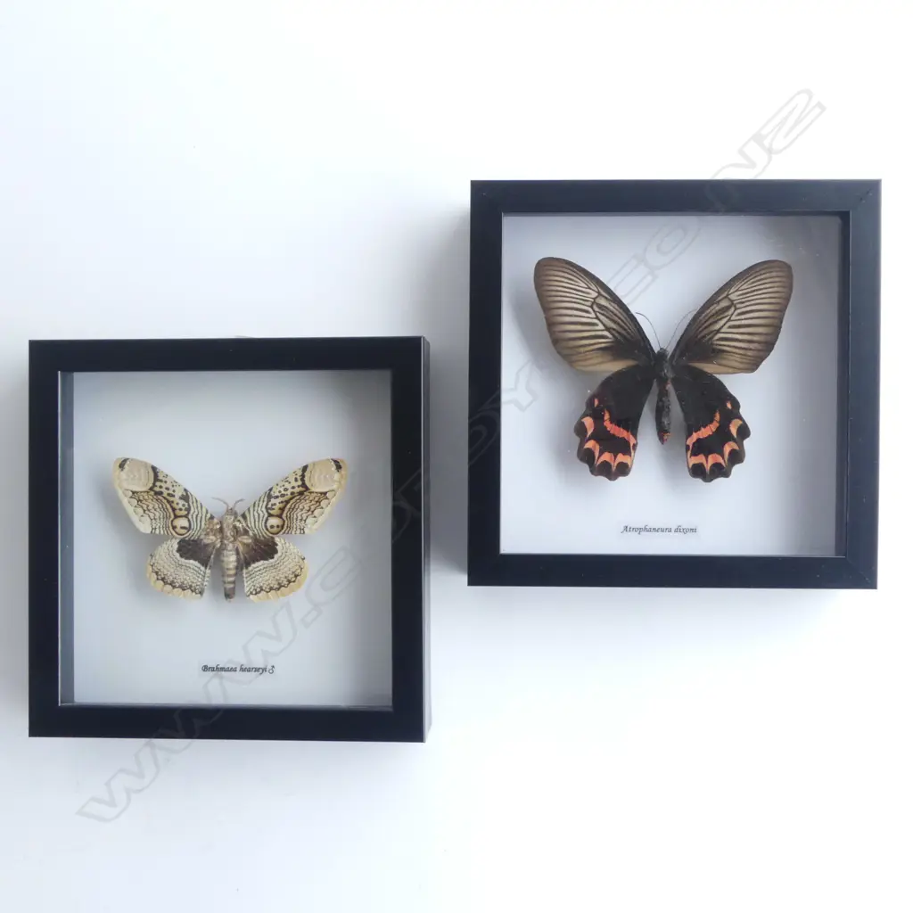 PR FRAMED BUTTERFLIES, 185 x 185 x 30mm Image 1++