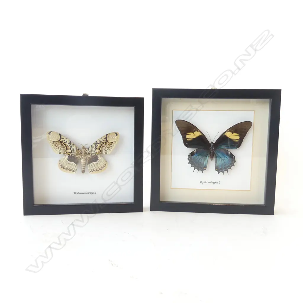 PR FRAMED BUTTERFLIES, 185 x 185 x 30mm Image 1++