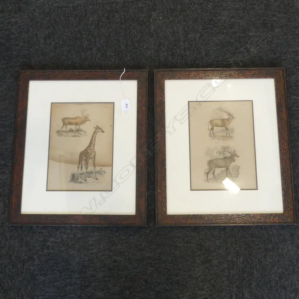 2 19thC LITHOGRAPHS, AFRICAN ANIMALS 300X370MM Image 1++