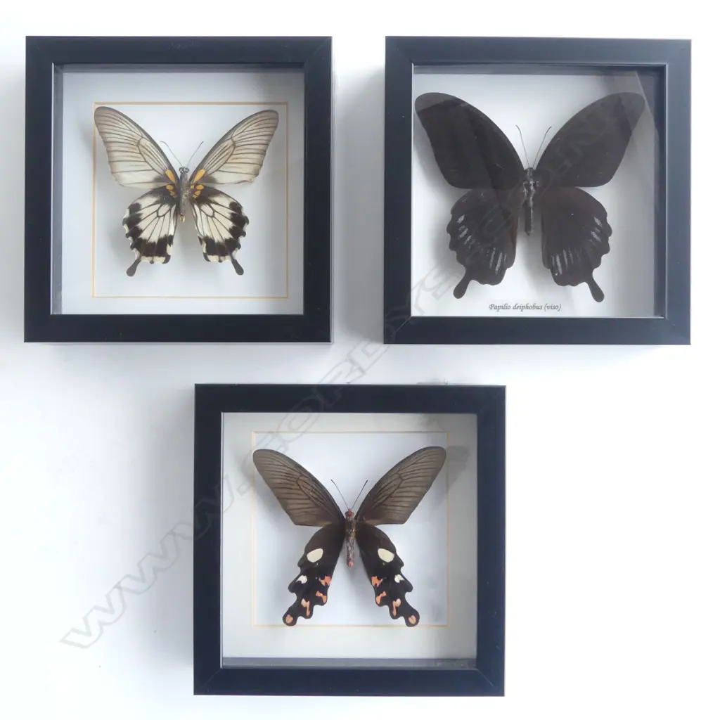 3 FRAMED BUTTERFLIES, 165 x 165 x 30mm Image 1++