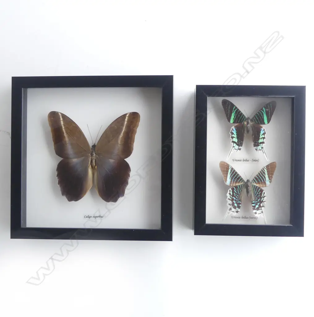 PR FRAMED BUTTERFLIES, SINGLE 215 x 215 x30mm, PR 195 x 140 x 30mm Image 1++