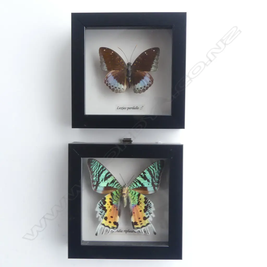 PR FRAMED BUTTERFLIES, 125 x 125 x 30mm Image 1++