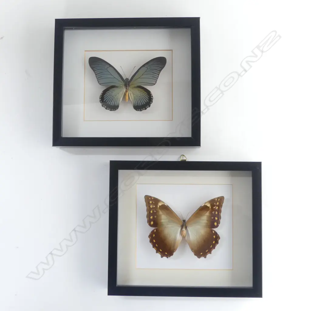 PR FRAMED BUTTERFLIES, 220 x 250 x 30mm Image 1++