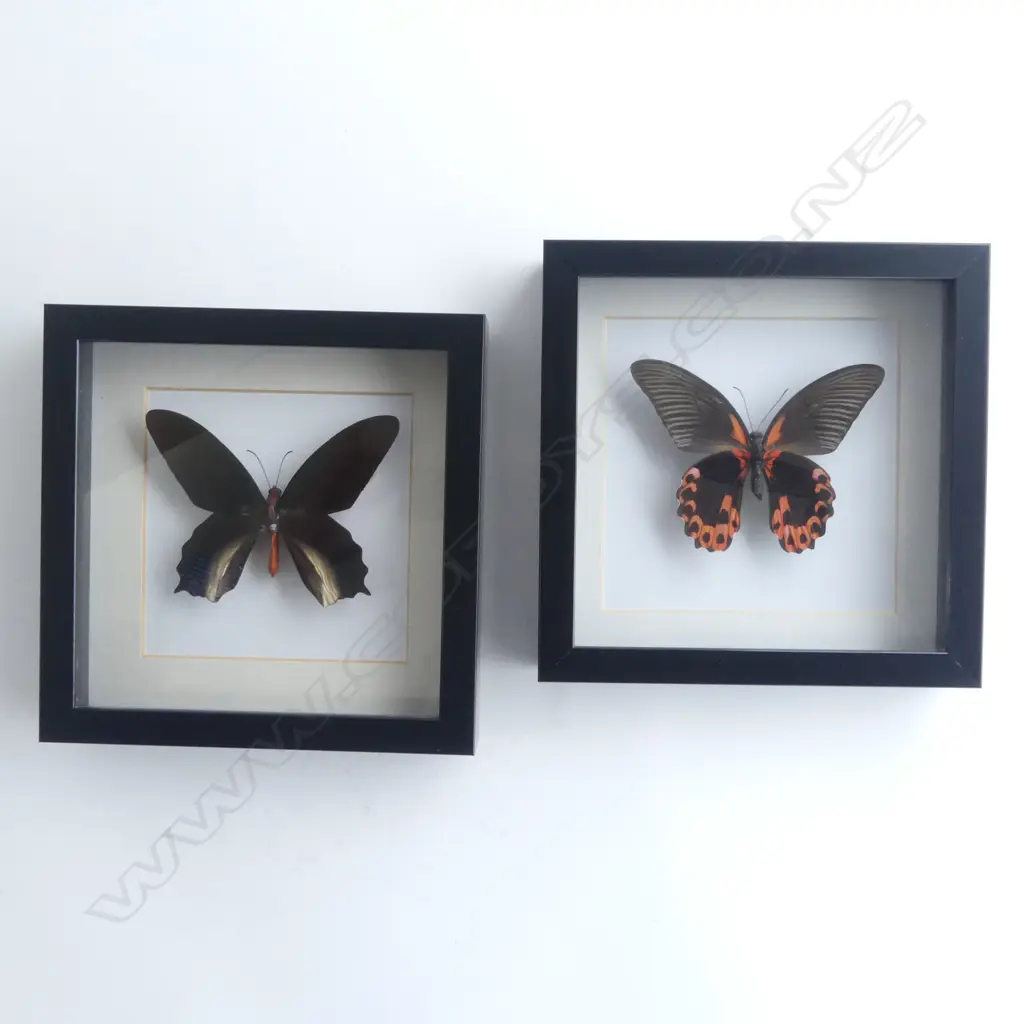 PR FRAMED BUTTERFLIES, 185 x 185 x 30mm Image 1++