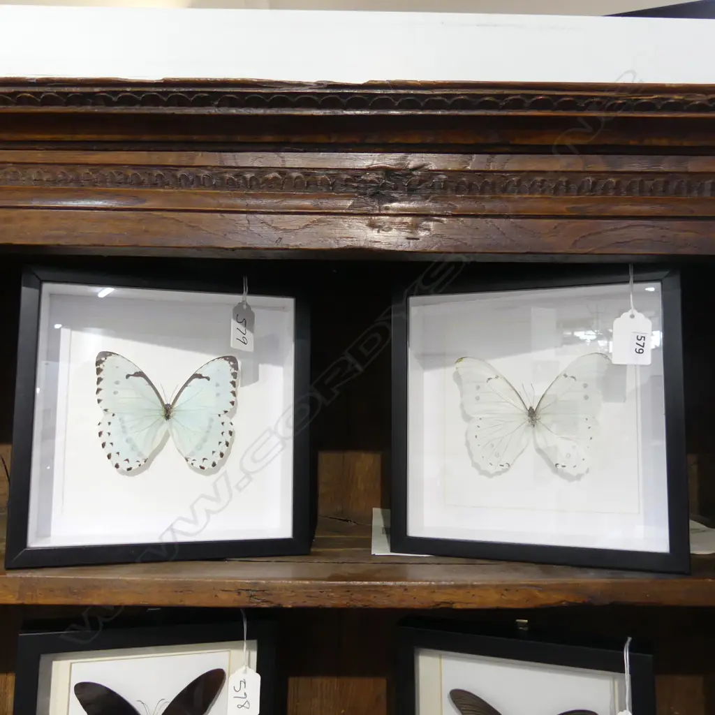 PR FRAMED BUTTERFLIES, 200 x 200 x 50mm Image 1++