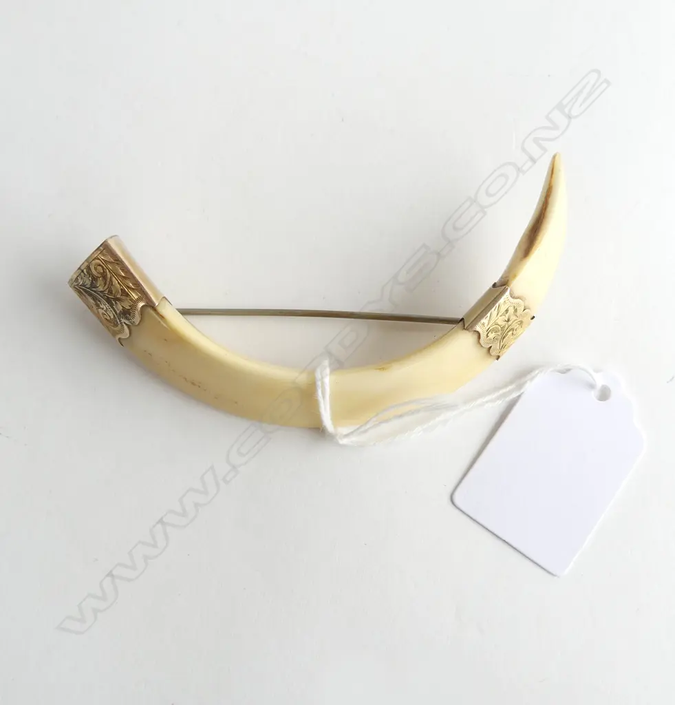 NZ Beaver & Co. 9ct YELLOW GOLD MOUNTED BOAR'S TUSK BROOCH W.90mm. Maker's mark to fitting Image 1++