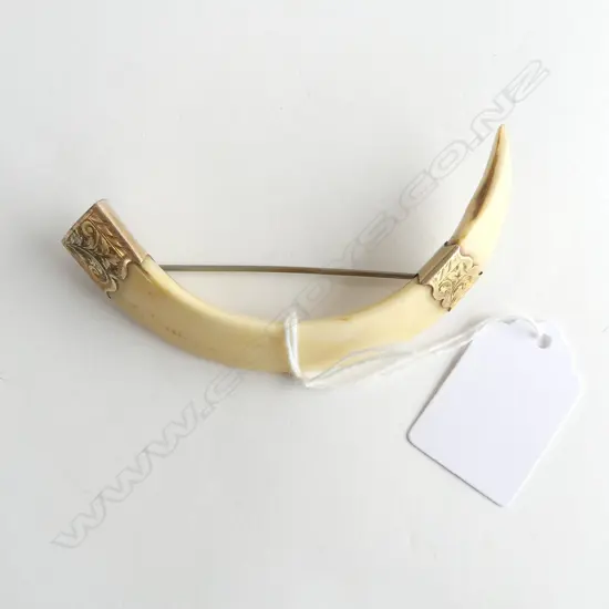 NZ Beaver & Co. 9ct YELLOW GOLD MOUNTED BOAR'S TUSK BROOCH W.90mm. Maker's mark to fitting