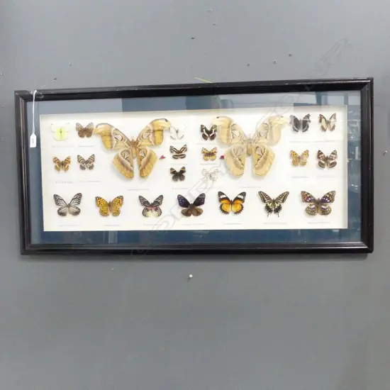 FRAMED BUTTERFLY SPECIMENS 450x940mm overall