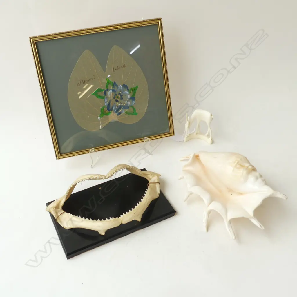 4 PCES; SPIDER CONCH SHELL W.260mm, BULL SHARK JAW, CARVED IVORY ANTELOPE H.80mm, PITCARN ISLAND FRAMED HATTIE LEAF Image 1++