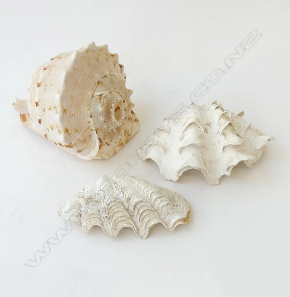 3 LG SEA SHELLS W.210mm Image 1++