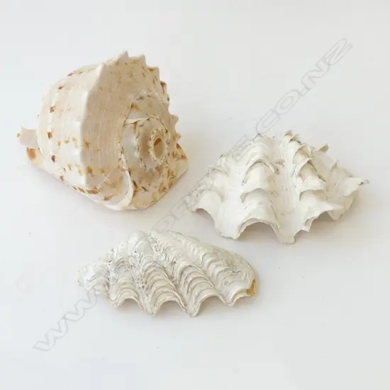 3 LG SEA SHELLS W.210mm