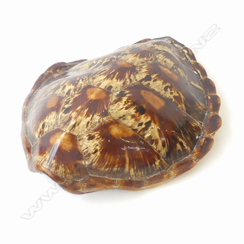TORTOISESHELL L.520mm Image 1++