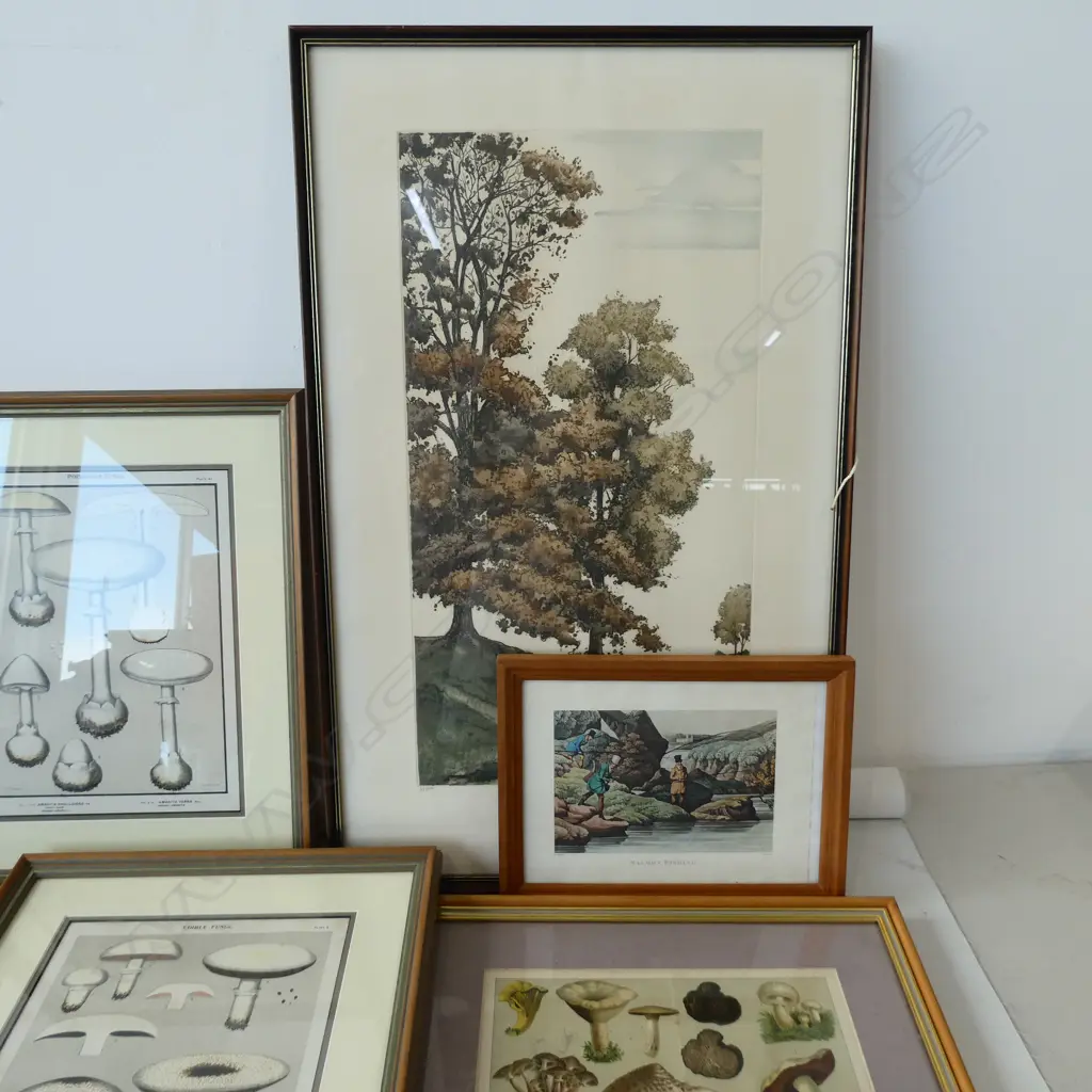ASST. ARTWORKS; MUSHROOM / FUNGI PRINTS ETC Image 1++