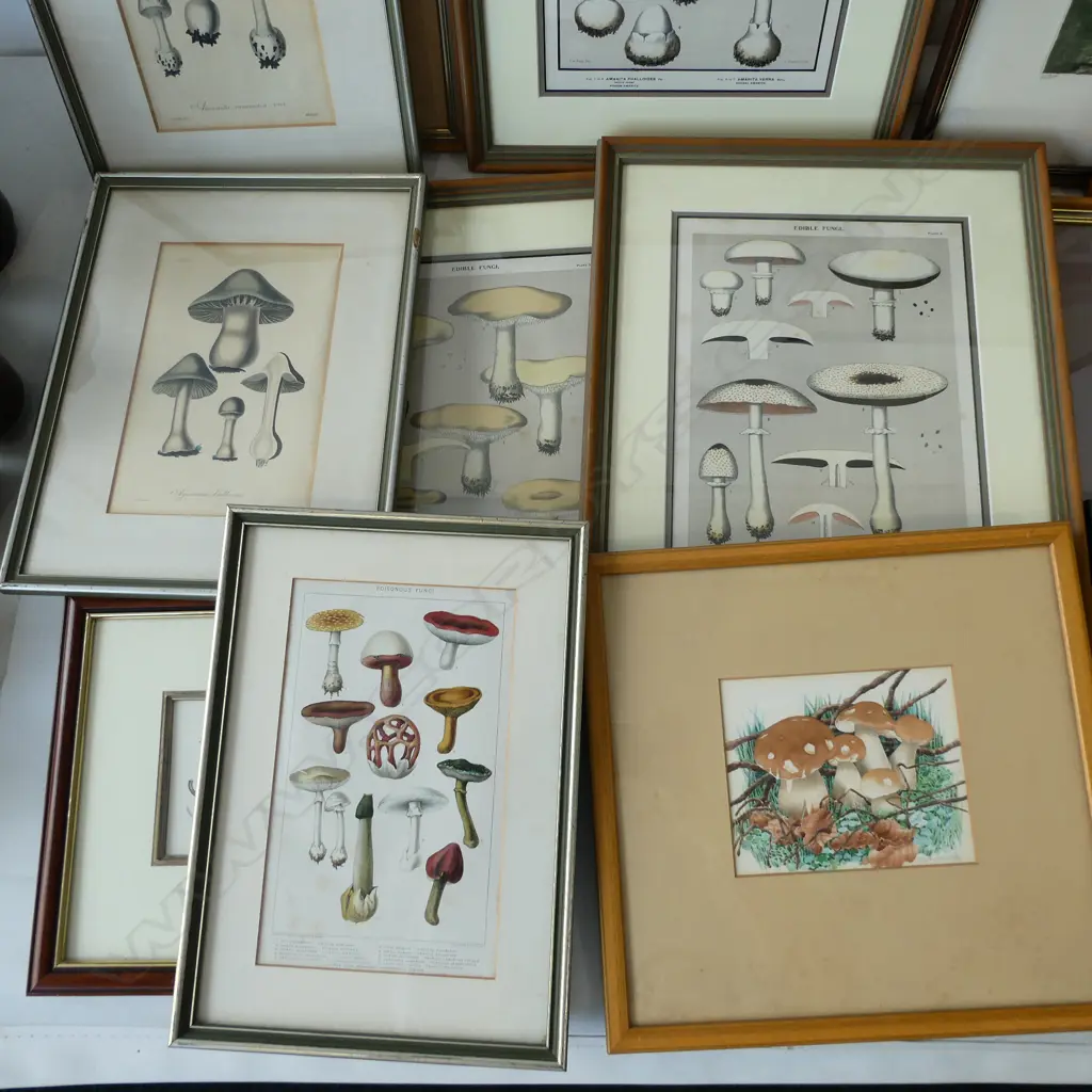 ASST. ARTWORKS; MUSHROOM / FUNGI PRINTS ETC Image 1++