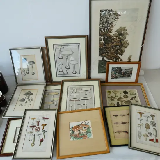 ASST. ARTWORKS; MUSHROOM / FUNGI PRINTS ETC