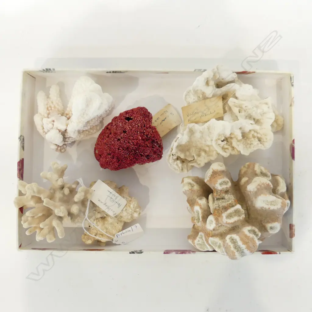 5 PCES CORAL Image 1++