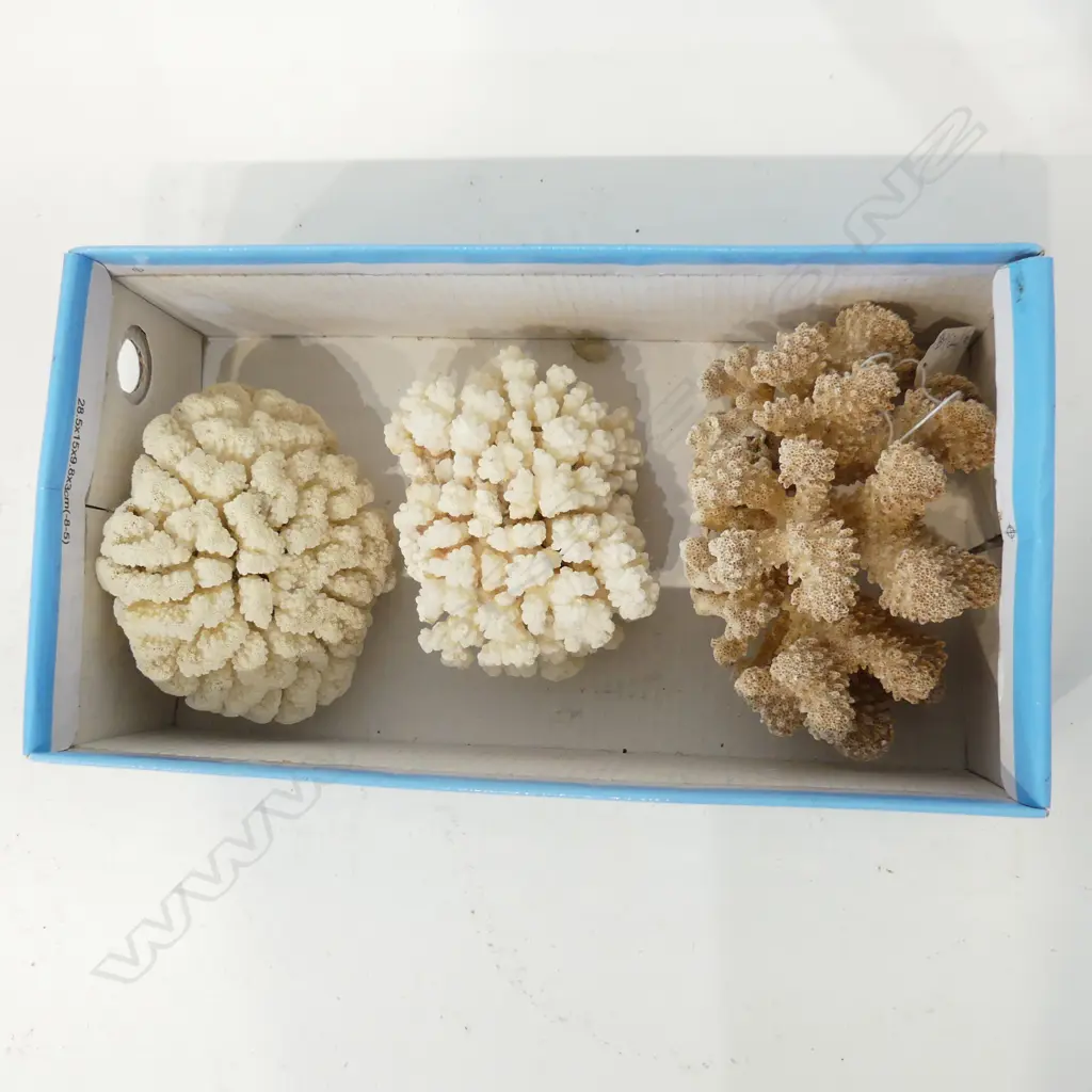 3 PCES CORAL Image 1++