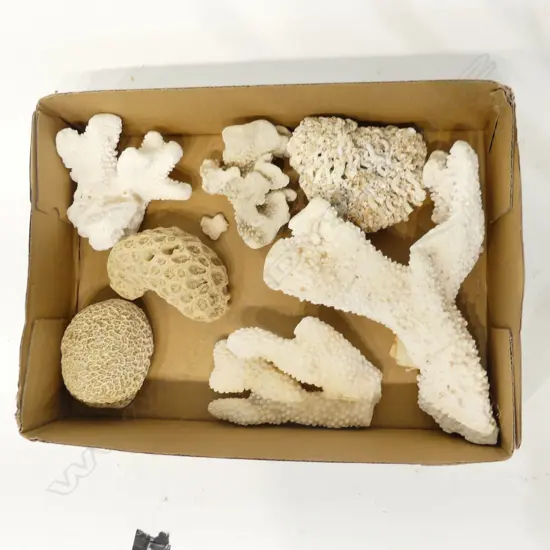 BOX ASST. CORAL