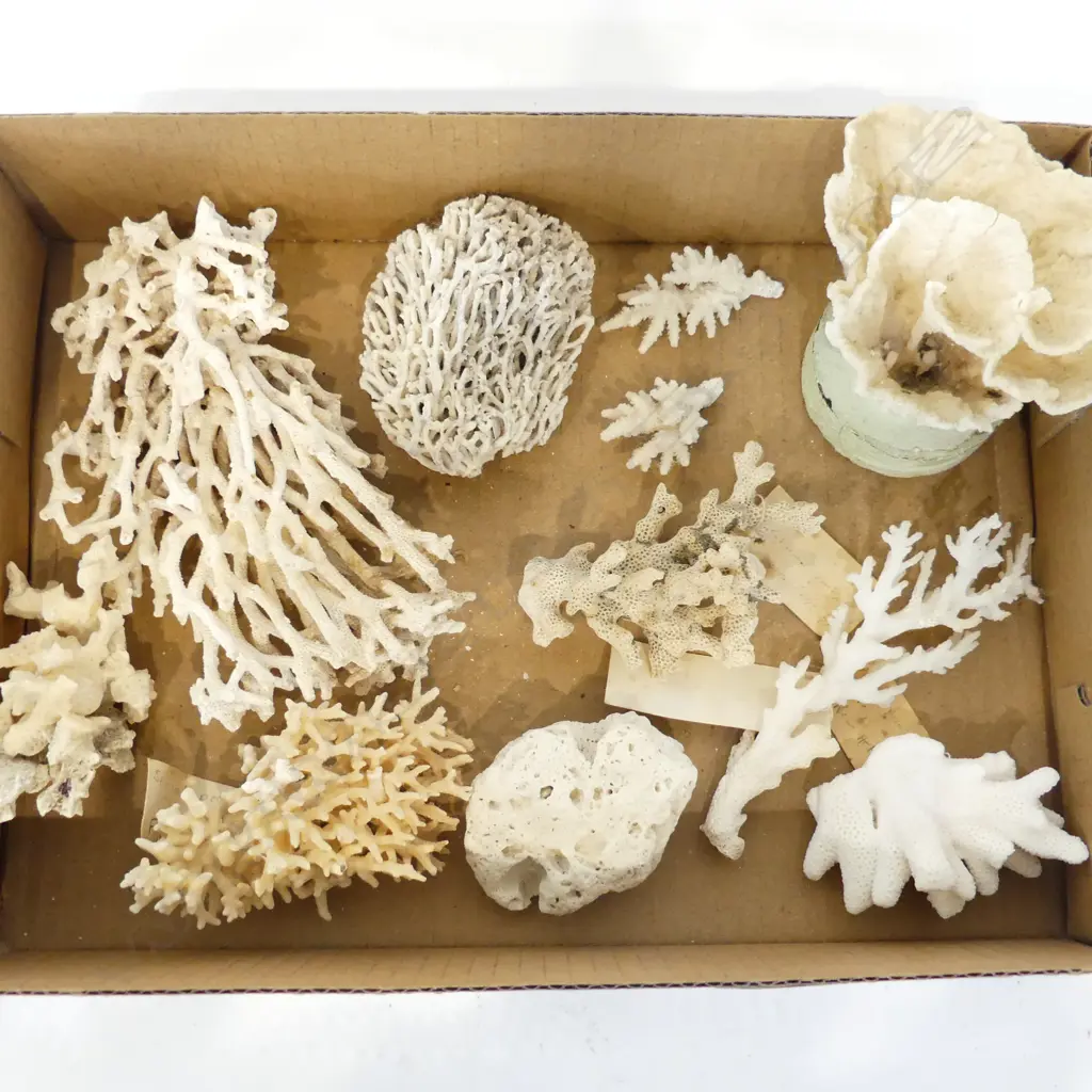 BOX ASST. CORAL Image 1++