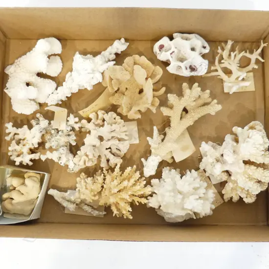 BOX ASST. CORAL