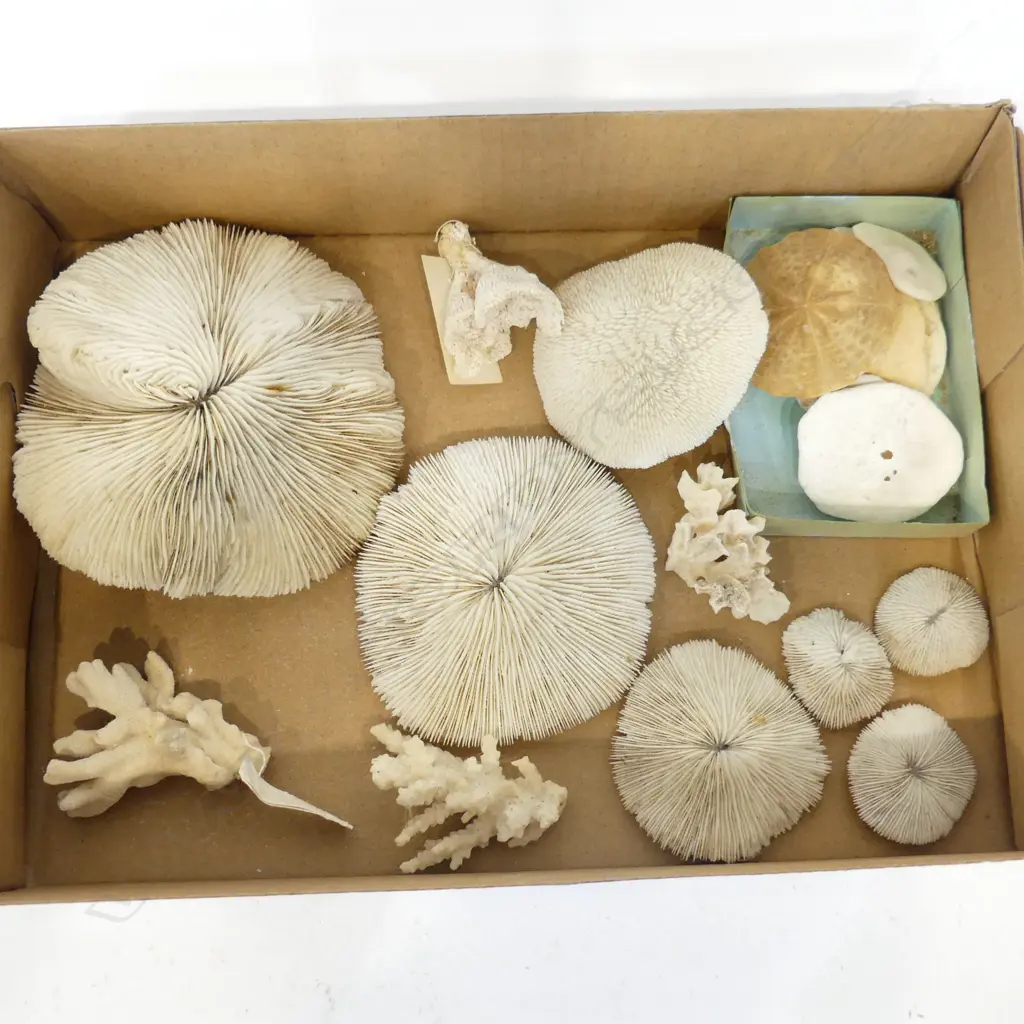 BOX ASST. CORAL Image 1++