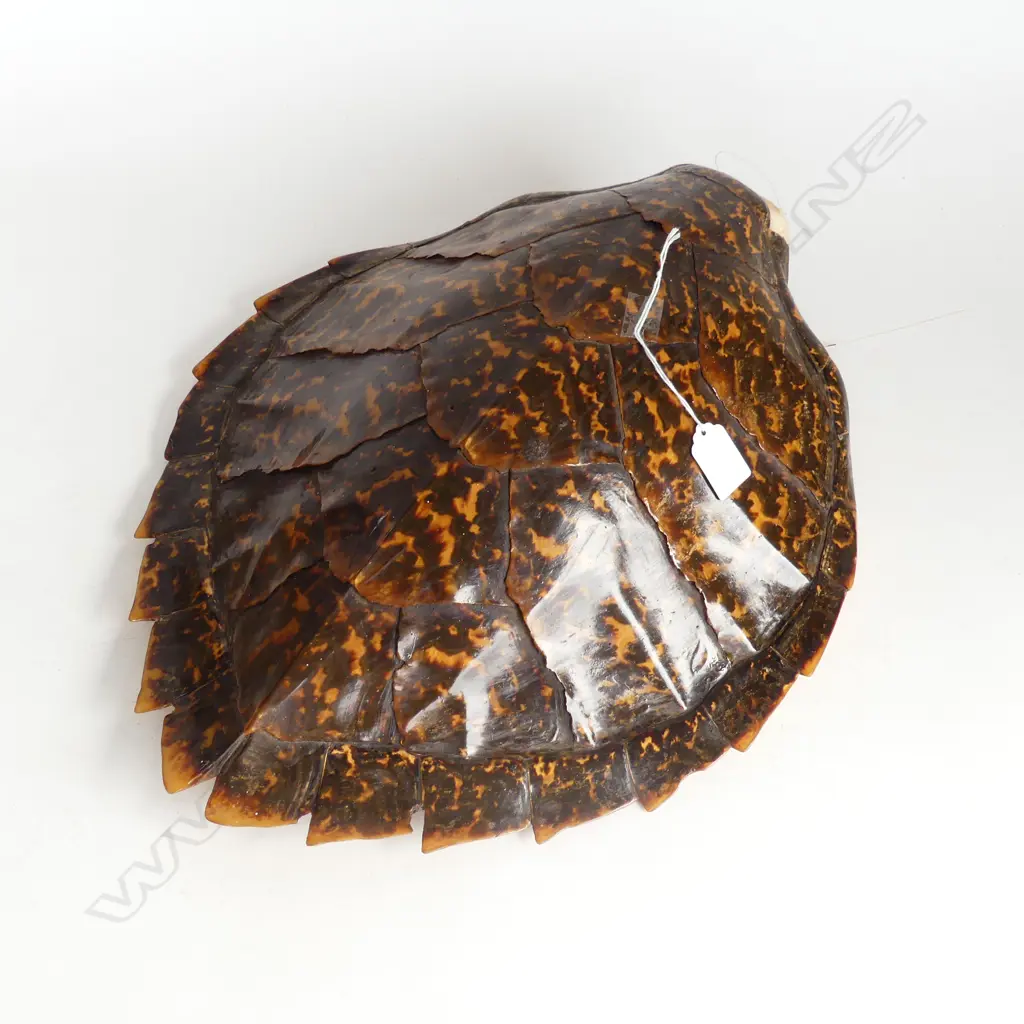 VINTAGE TURTLE SHELL as used in the pacific as a calendar. L.440mm. Minor loss at top Image 1++