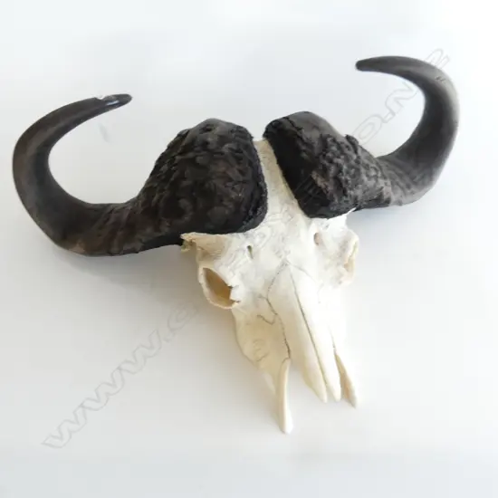LG AFRICAN CAPE BUFFALO SKULL 715x220x500mm