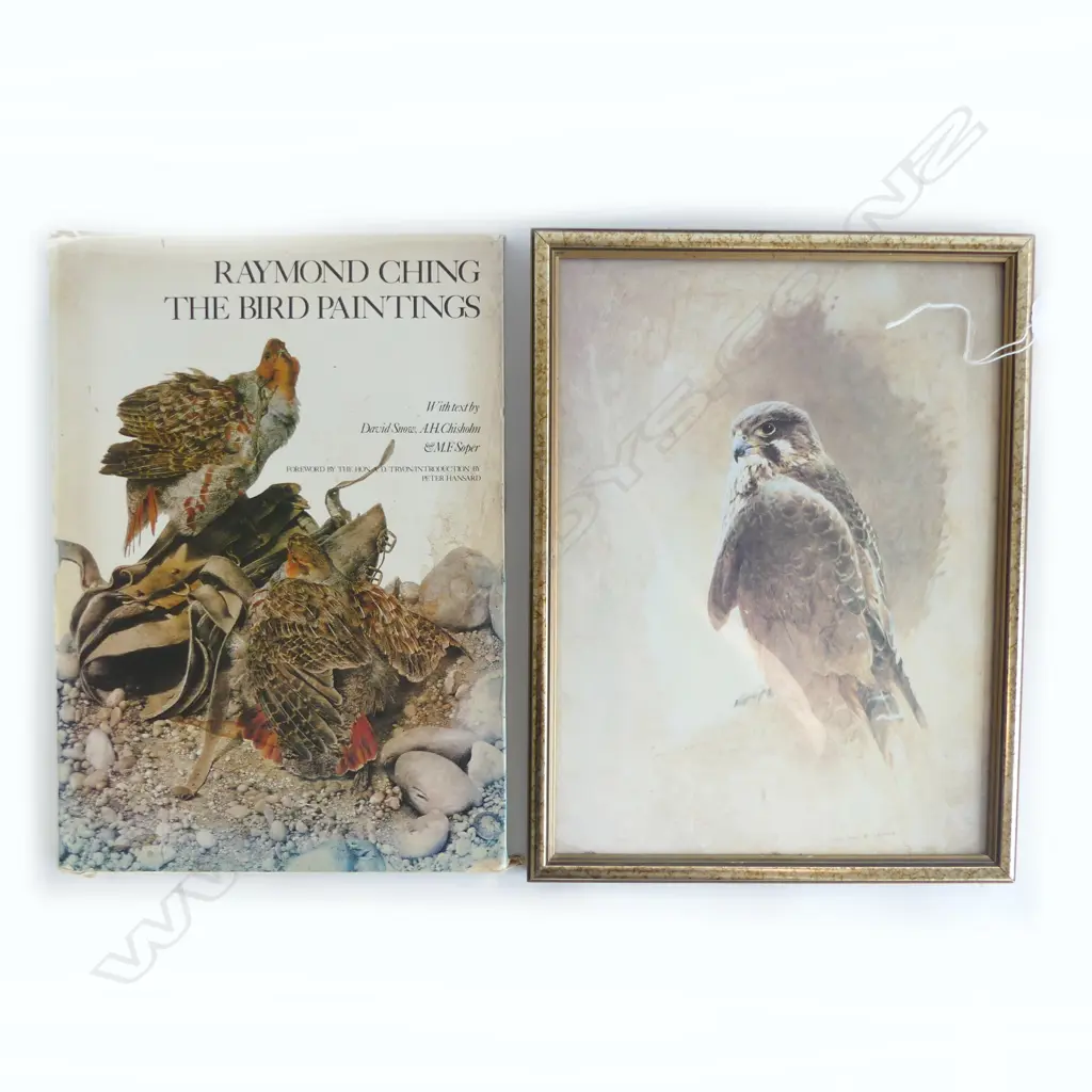 (25517) RAYMOND CHING FALCON PRINT + BOOK 'THE BIRD PAINTINGS' Image 1++