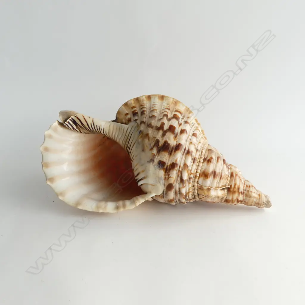 LARGE TRITON SHELL IN GOOD CONDITION L.370mm Image 1++