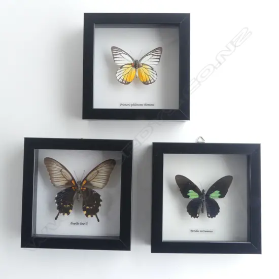 3 FRAMED BUTTERFLIES, 145 x 145 x 30mm