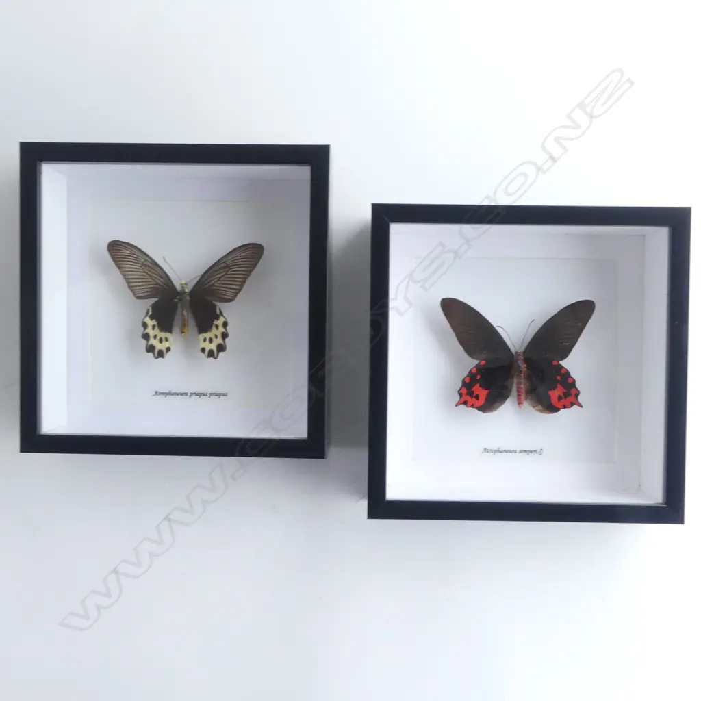 PR FRAMED BUTTERFLIES, 200 x 200 x 50mm Image 1++