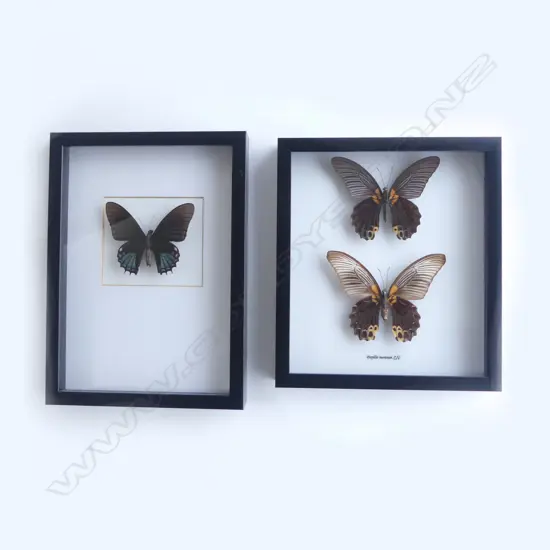 PR FRAMED BUTTERFLIES, SINGLE 300 x 220 x 30mm, PR 260 x 230 x 30mm