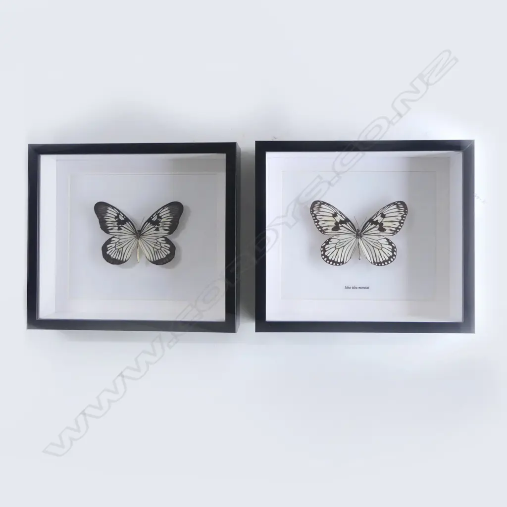 PR FRAMED BUTTERFLIES, 215 x 250 x 50mm Image 1++