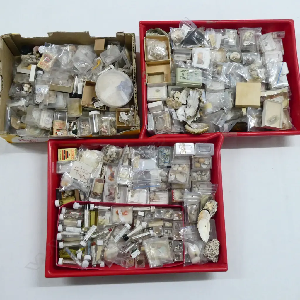 3 TRAYS OF ASST. SMALL SEA SHELLS Image 1++