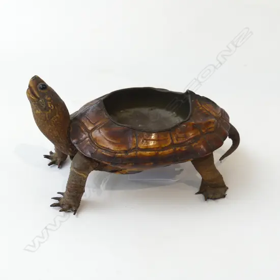 TAXIDERMY TURTLE L.140mm