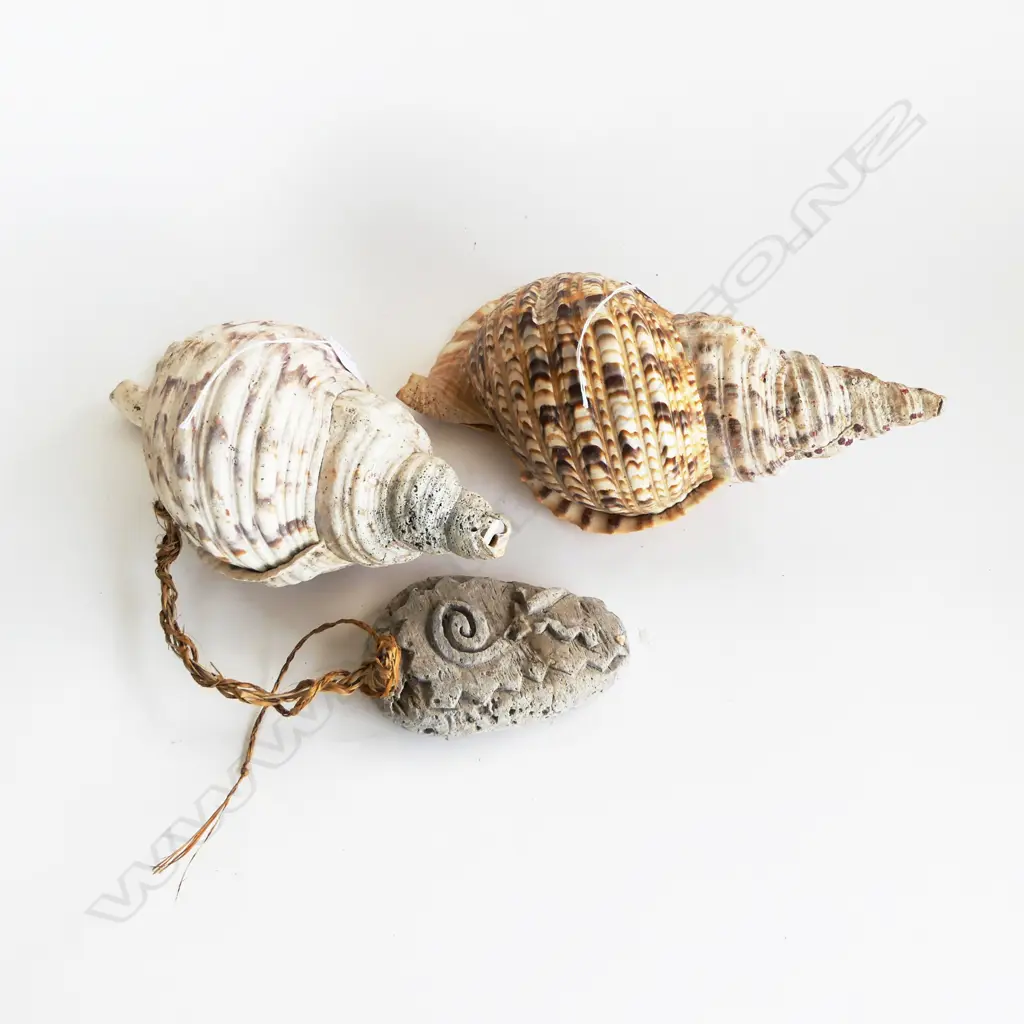 2 TRUMPET CONCH SHELLS L.345mm longest Image 1++