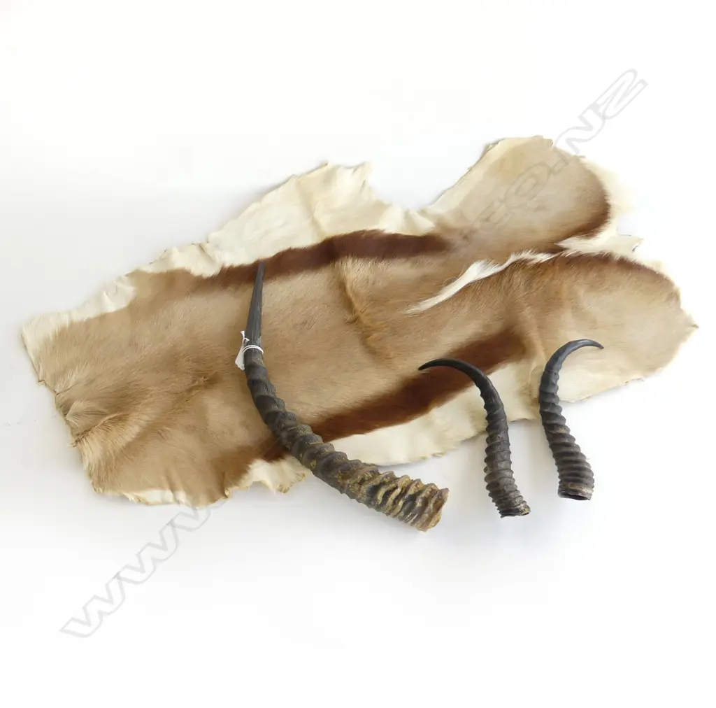 (C050) NAMIBIAN SPRINGBOK HIDE (800mm) WITH PR HORNS & RED LECHWE SGL HORN (LGST 420mm). Namibia1999 Image 1++