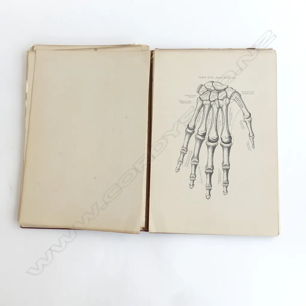 1888 FIRST EDITION OF 'ARTISTIC ANATOMY', Image 1++