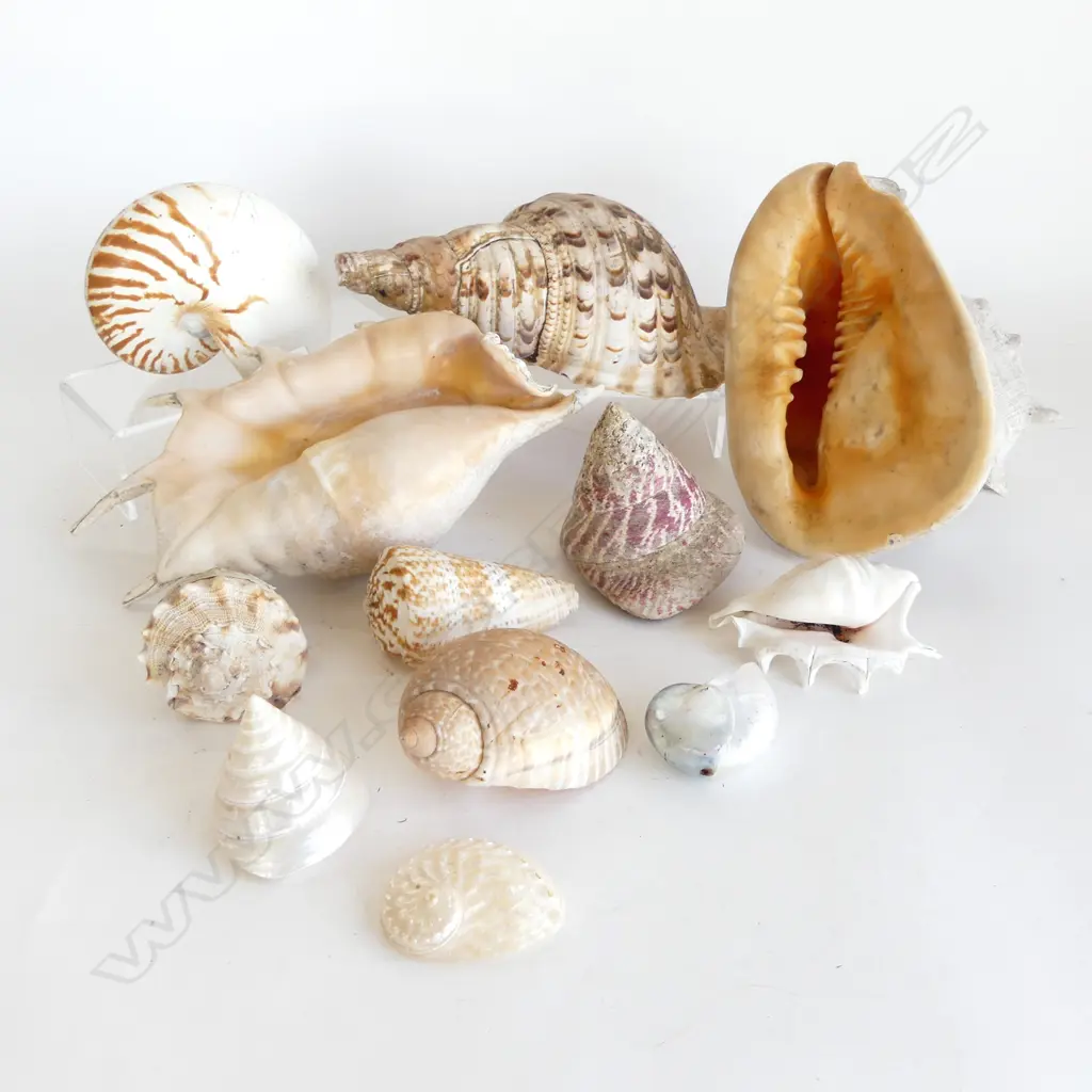 BOX SEA SHELLS AF Image 1++