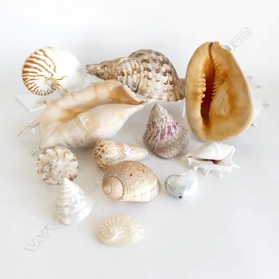 BOX SEA SHELLS AF