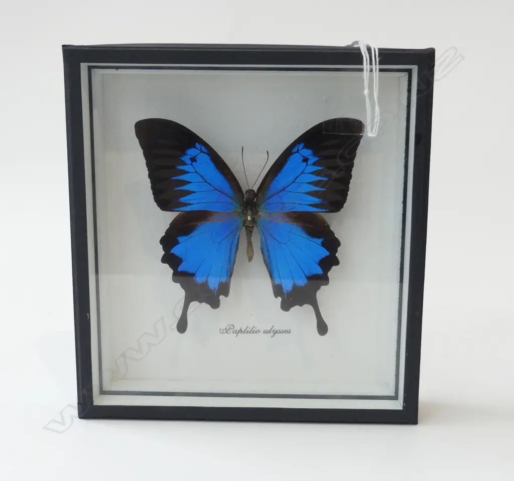 FRAMED BUTTERFLY 'PAPILIO ALYSSES' 185x175mm overall Image 1++