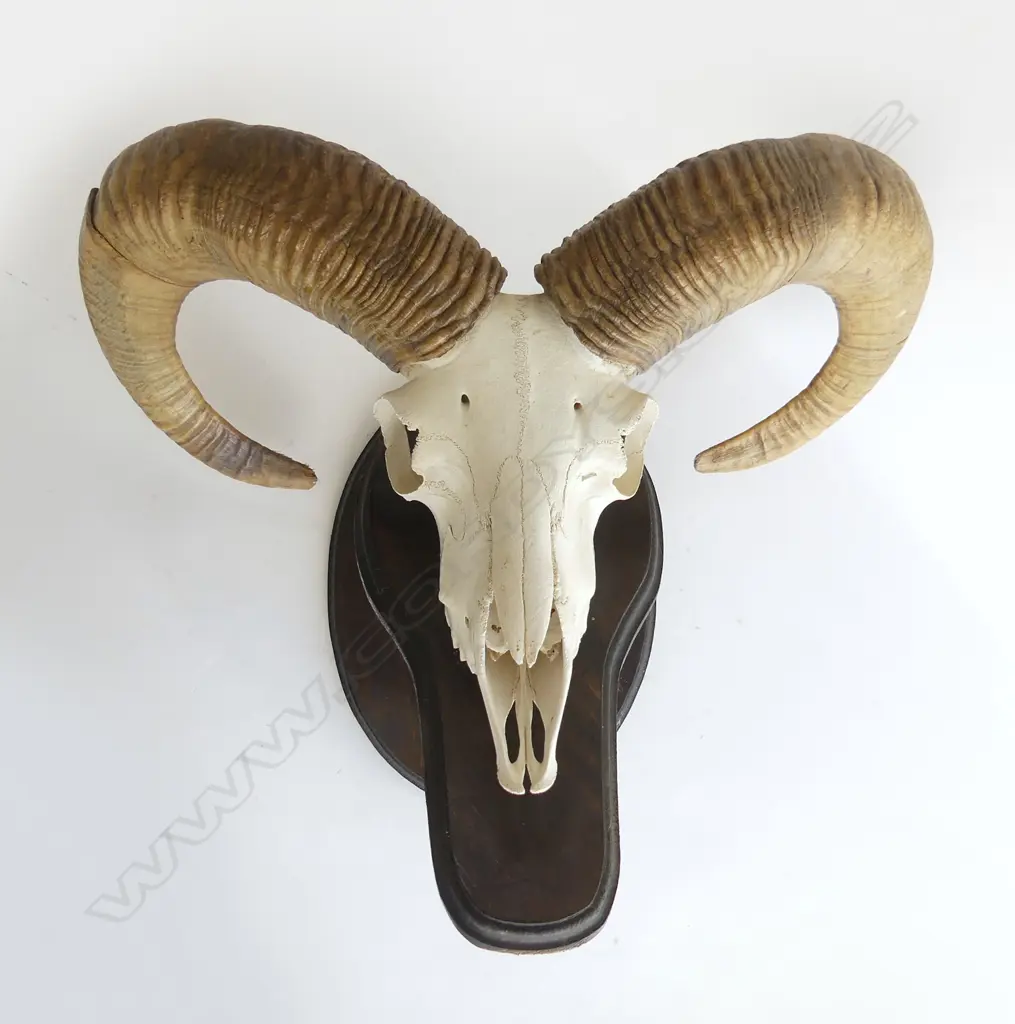 (C007) IRANIAN RED SHEEP SKULL fully mounted with horns on  wooden base Dim. 400 x 450 x 400mm. Texas 1998 Image 1++