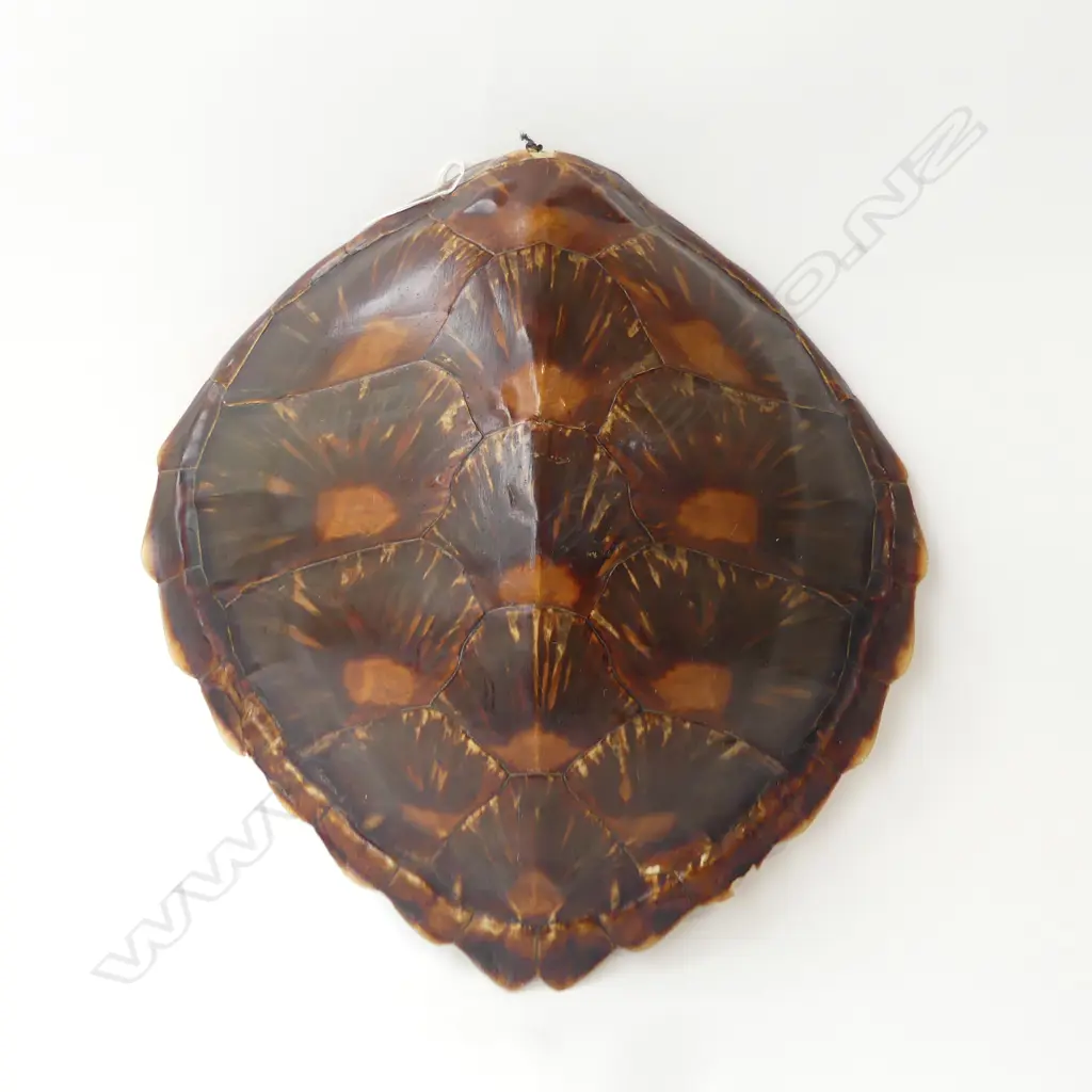 TURTLE SHELL 460x460mm Image 1++